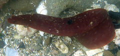 Apodichthys flavidus
