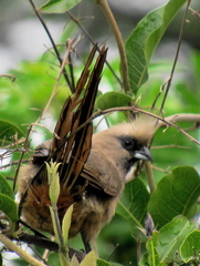 Colius striatus minor