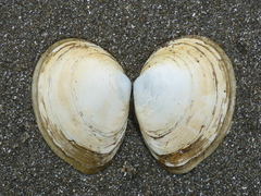 Macoma inquinata