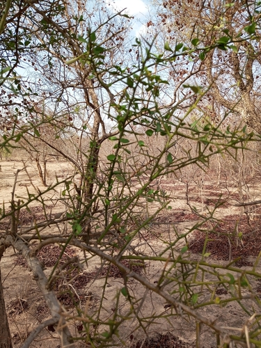 simple-thorned greenthorn