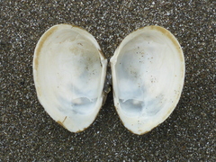 Macoma inquinata