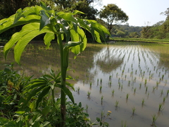 Arisaema heterophyllum