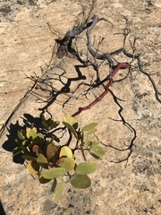 Arctostaphylos patula