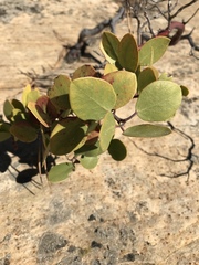 Arctostaphylos patula