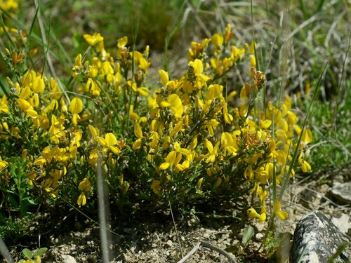 Genista albida