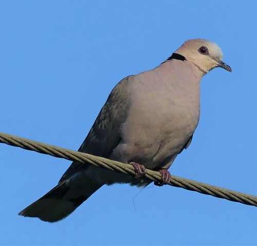 Red-eyed Dove