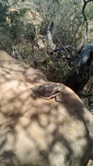 Phrynosoma taurus