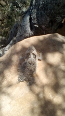 Phrynosoma taurus