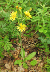 Crepis praemorsa