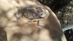 Phrynosoma taurus