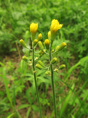 Crepis praemorsa