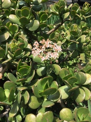 Crassula ovata