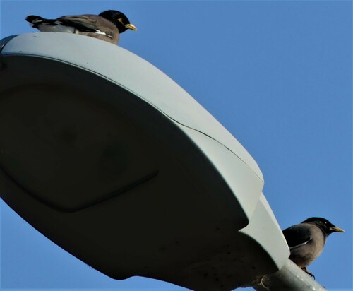 Common Myna