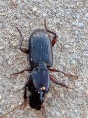 Stenomorphus