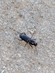 Stenomorphus