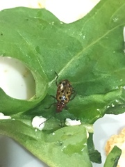 Isotes multipunctata