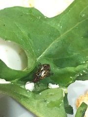 Isotes multipunctata