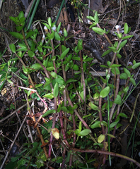 Gratiola sexdentata