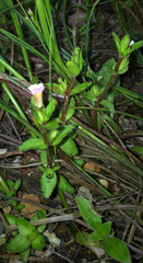 Gratiola sexdentata