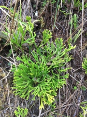 Diphasiastrum thyoides