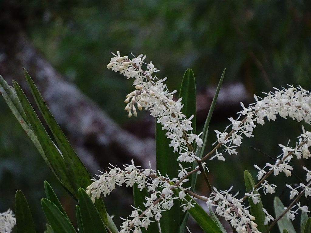 Epidendrum lanipes Rchb.f.