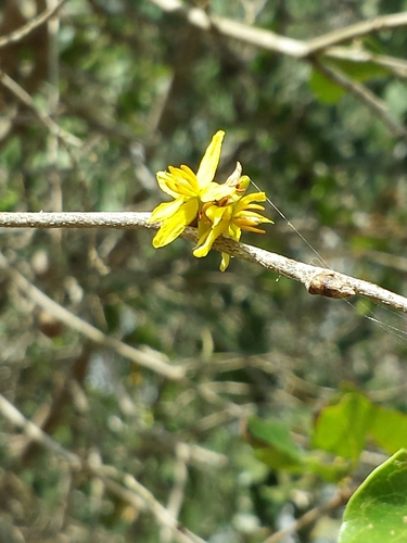 Baudouinia fluggeiformis
