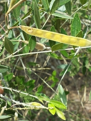 Mundulea