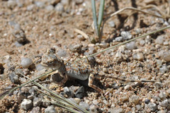 Phrynocephalus versicolor