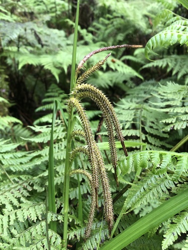 Carex alligata observed 2023-04-28
