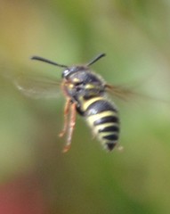 Ancistrocerus bustamente