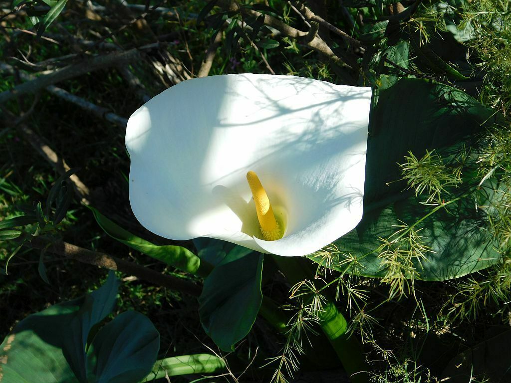 Calla Lily From River Loop Greyton 7233 South Africa On April 28   Large 