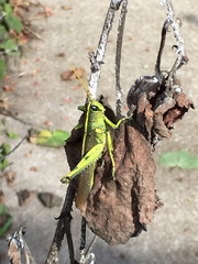 Schistocerca obscura