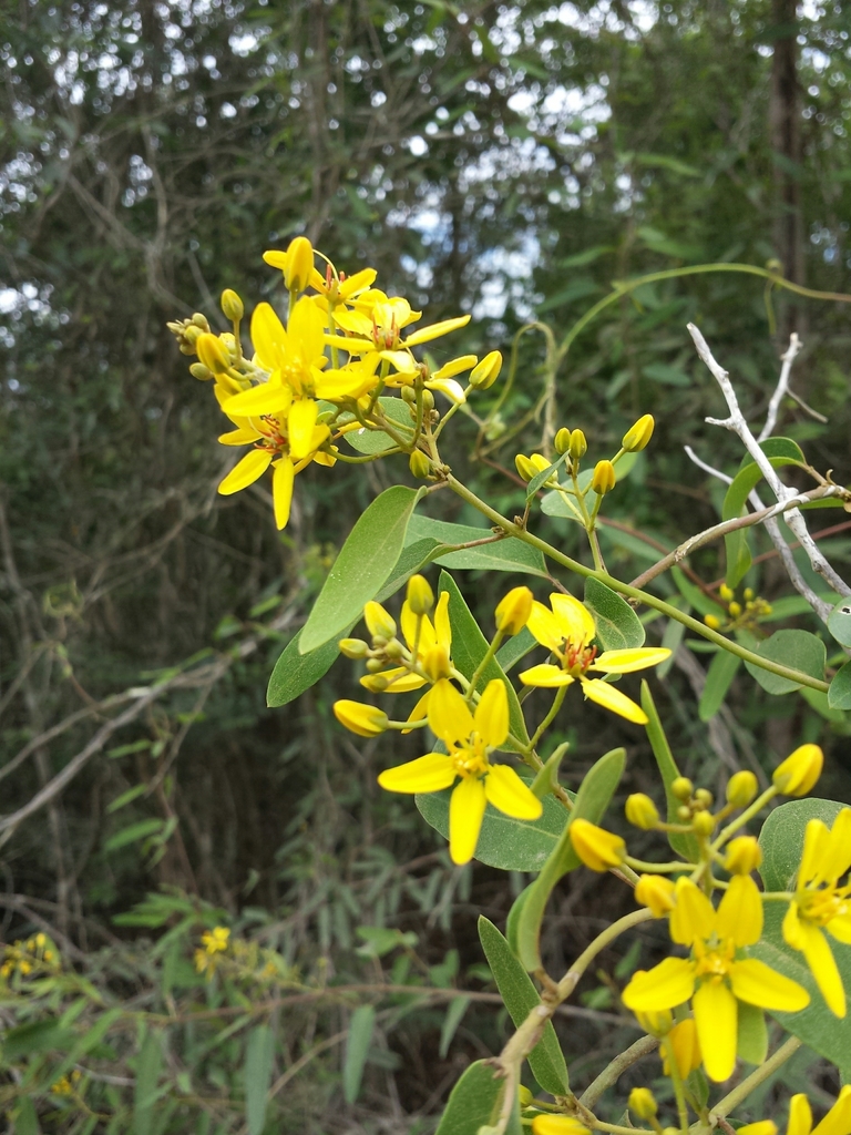 Tristellateia greveana