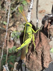 Schistocerca obscura