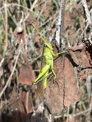 Schistocerca obscura