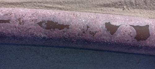 Thin Coralline Crust (Phymatolithon foveatum)