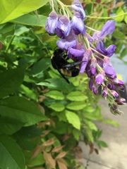 Bombus pensylvanicus
