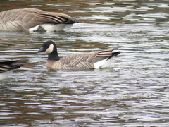Branta hutchinsii
