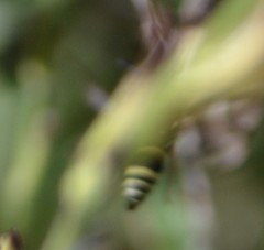 Ancistrocerus bustamente