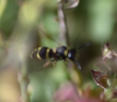 Ancistrocerus bustamente