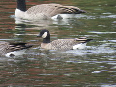 Branta hutchinsii
