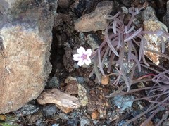 Claytonia exigua