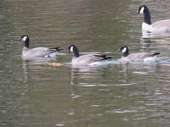 Branta hutchinsii