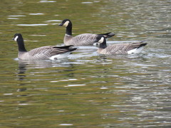 Branta hutchinsii