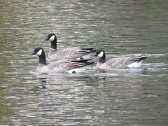 Branta hutchinsii