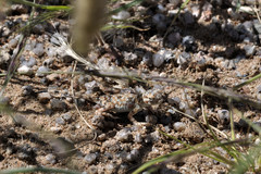 Phrynocephalus versicolor