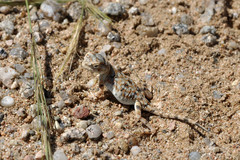 Phrynocephalus versicolor