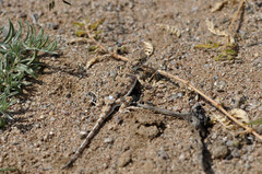 Phrynocephalus versicolor