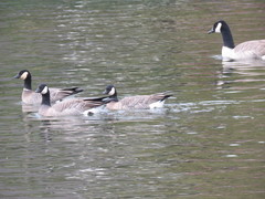 Branta hutchinsii