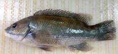 Tautogolabrus adspersus